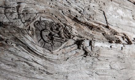 Unser Holz
