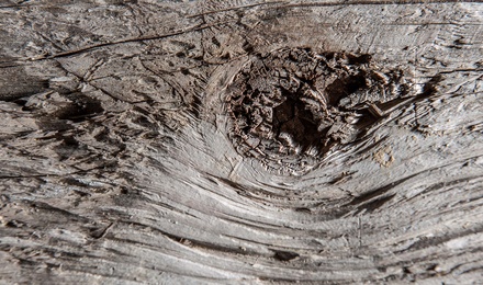 Unser Holz