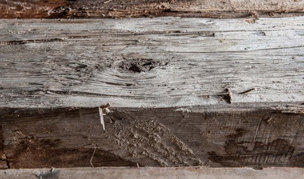 Unser Holz